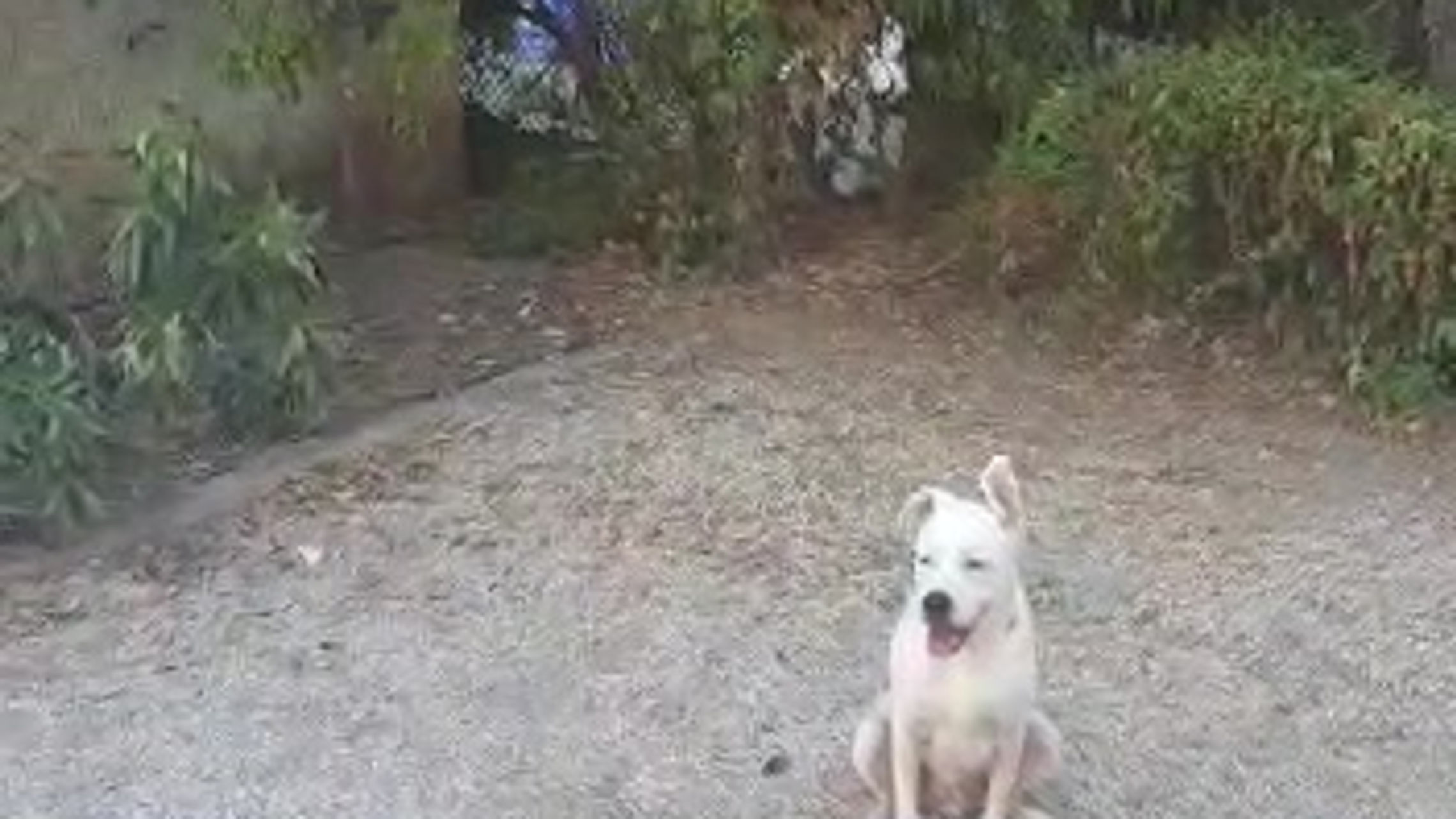 All Videos